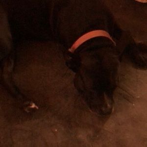 Meet your Posher, Hayden